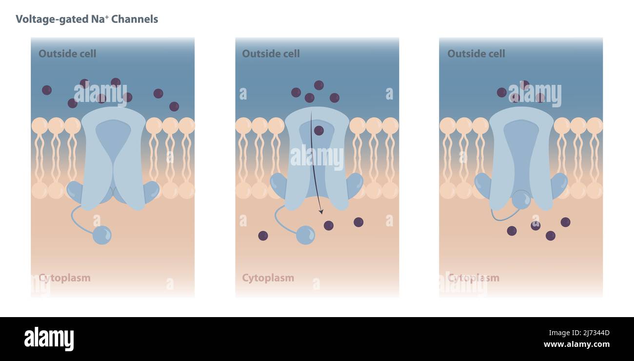 Membranes chargées neuronales. Les canaux ioniques à déclenchement de tension sont fermés au potentiel de repos et ouverts en réponse aux variations de tension de la membrane. Illustration de Vecteur