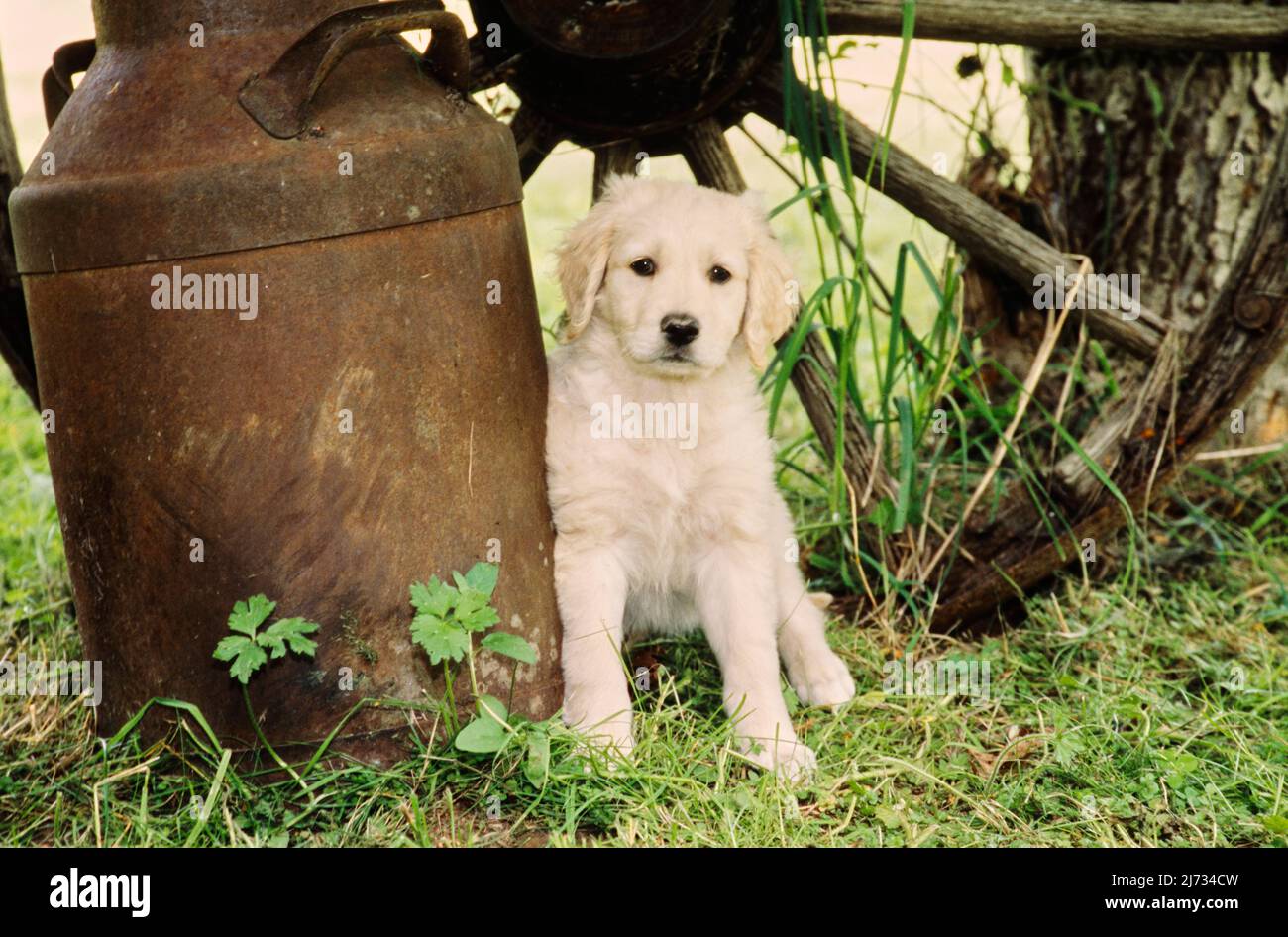 Golden Retriever chiot devant la roue du chariot Banque D'Images