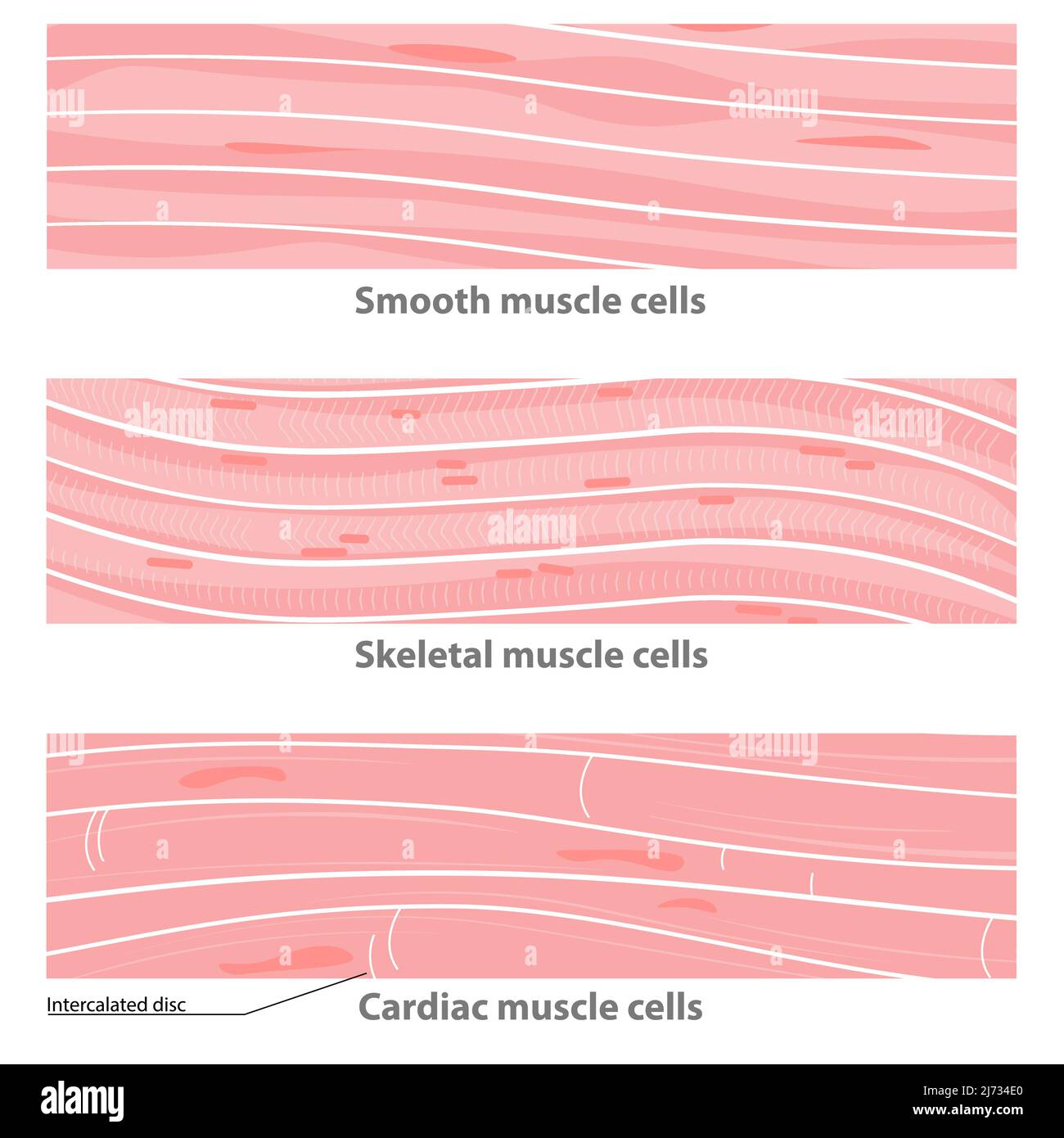 Types de structure des tissus musculaires : cardiaques, lisses, scelial. Cellules musculaires lisses, cellules musculaires cardiaques, cellules squelettiques multinucléées. Illustration de Vecteur