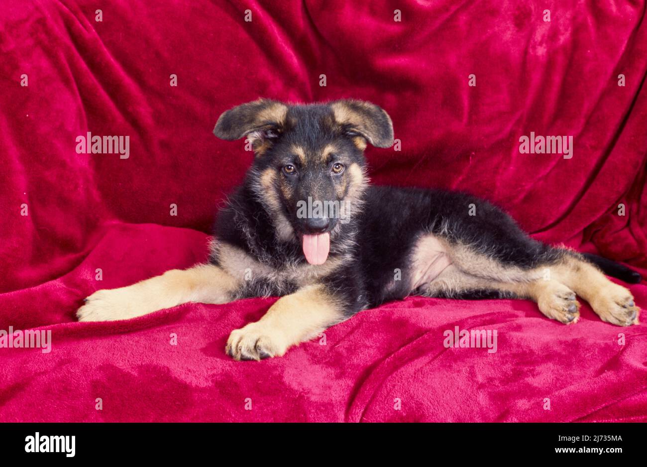 Chiot berger allemand assis sur une couverture rouge sur un canapé Banque D'Images Chiot berger allemand assis sur une couverture rouge sur un canapé Banque D'Images