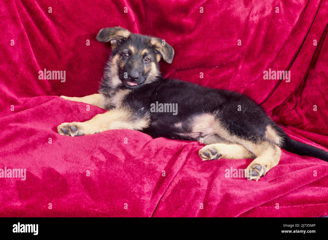 Chiot berger allemand assis sur une couverture rouge sur un canapé Banque D'Images Chiot berger allemand assis sur une couverture rouge sur un canapé Banque D'Images