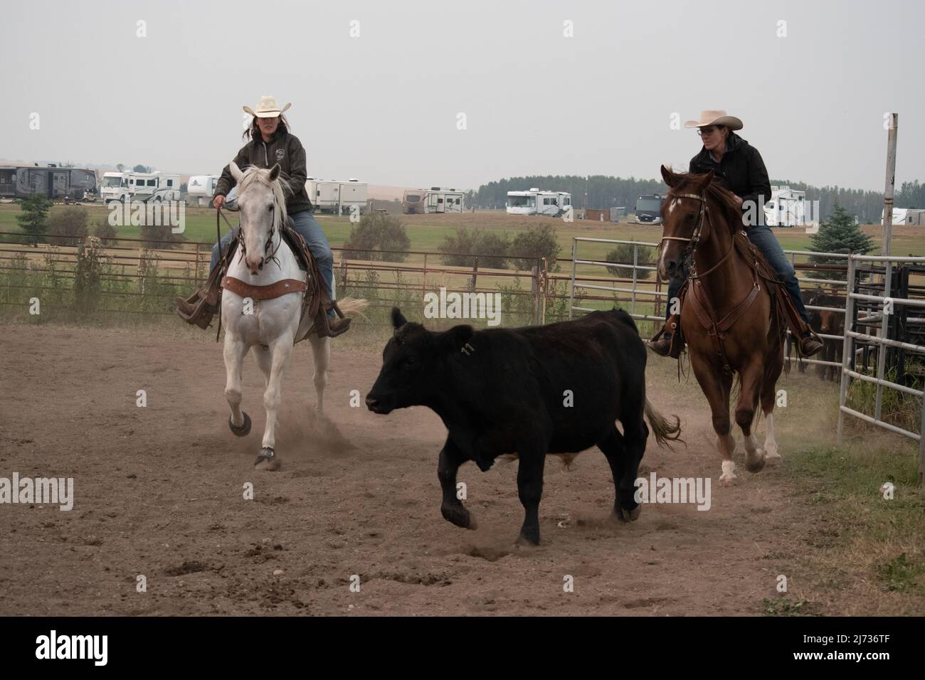 Les participants participent à la compétition annuelle Ranch Rodeo à