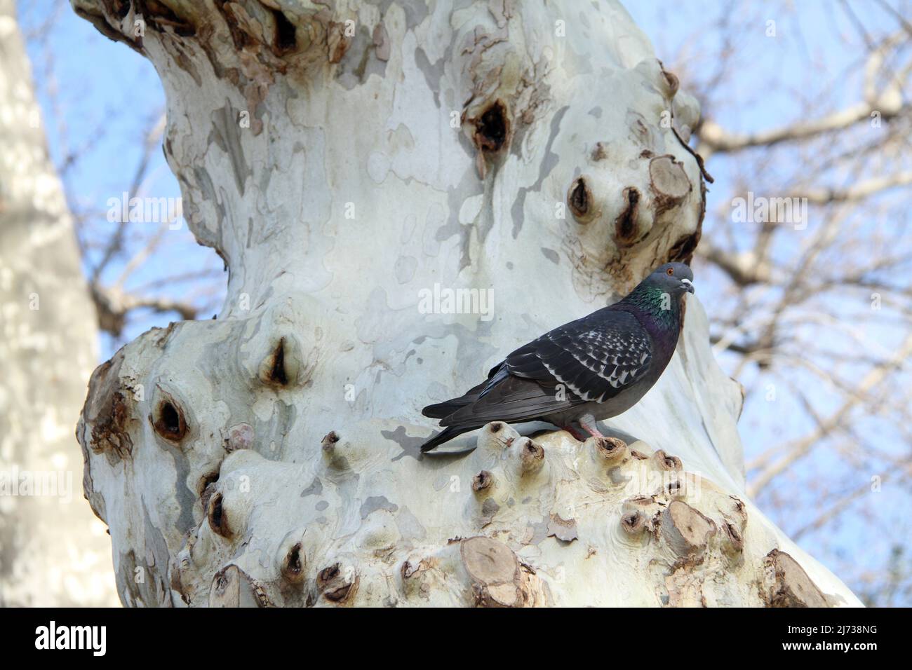 Pigeon dans la ville reposant sur un arbre de Platanus Banque D'Images