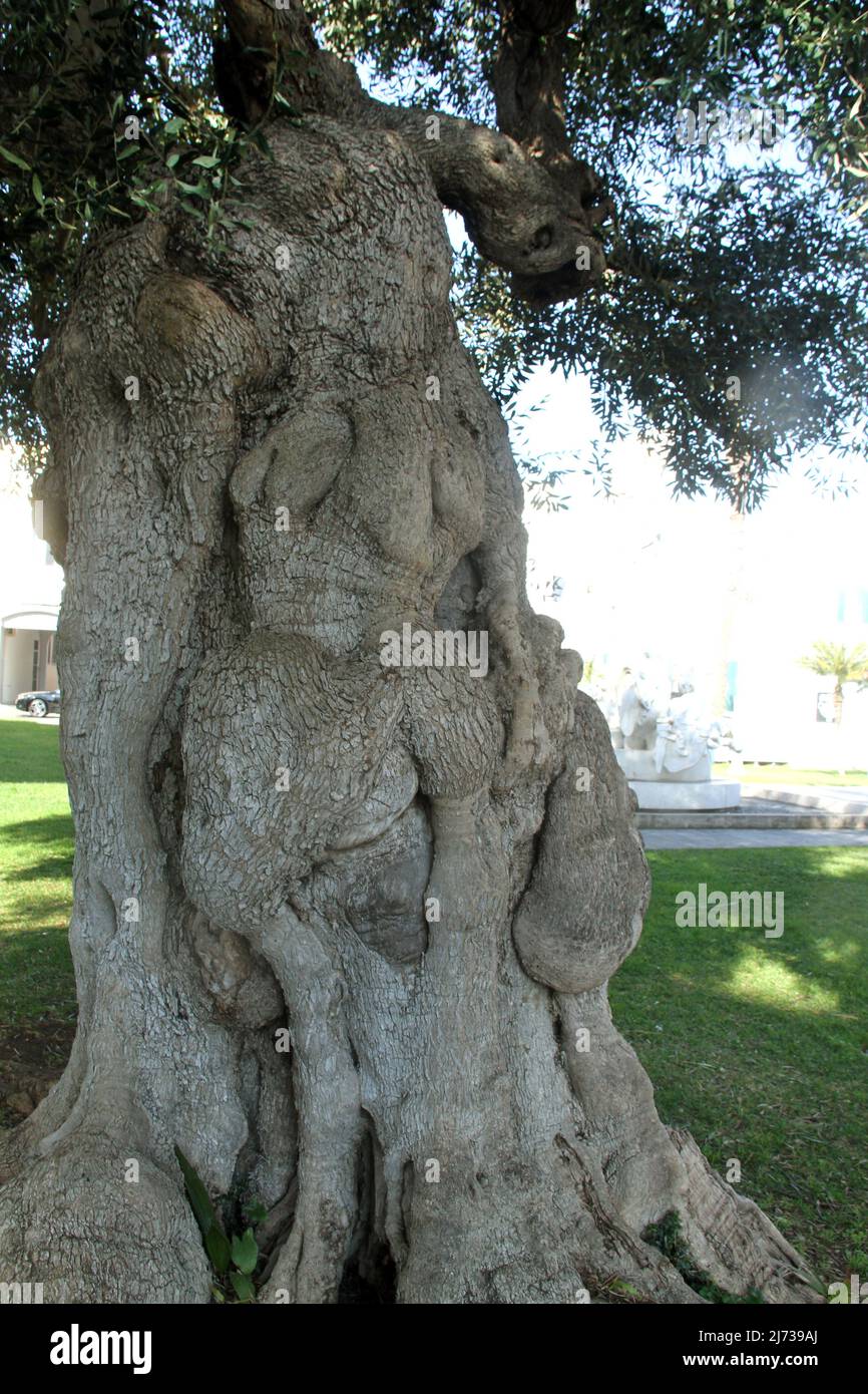 Tronc gnaré d'un olivier à Puglia, en Italie Banque D'Images