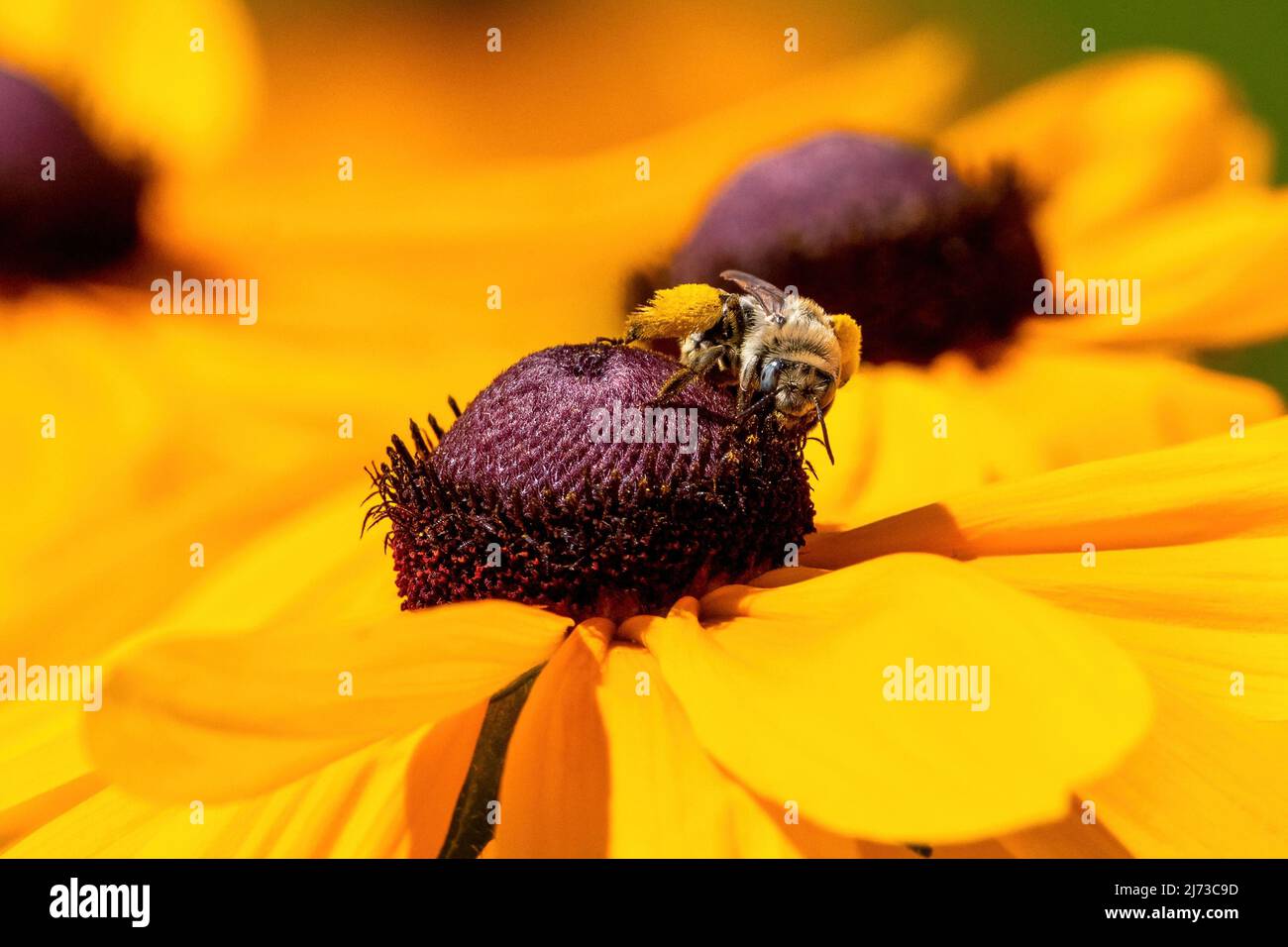 Une vue détaillée d'une abeille femelle à long-Horned avec du pollen sur sa jambe traversant le sommet d'une conefère. Banque D'Images