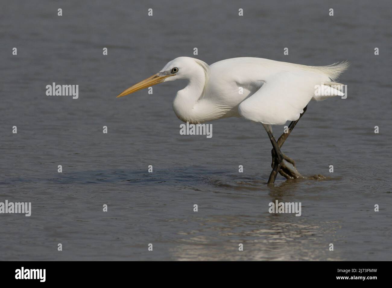 Aigrette chinoise (Egretta eulophotes), alimentation en eau peu profonde, réserve naturelle de mai po, Hong Kong, Chine Banque D'Images