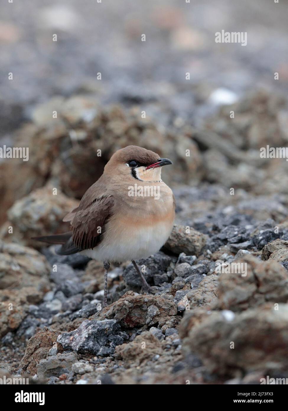 Orientale Pratincole (Glareola maldivarum), adulte unique au bord de l'étang à poissons labouré, Hong Kong, Chine 2nd mai 2022 Banque D'Images