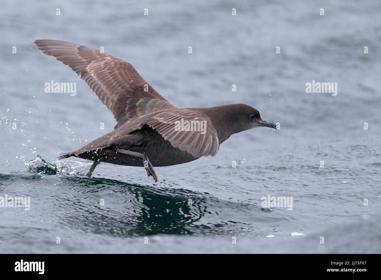 Shearwater à queue courte (Ardenna tenuirostris), adulte unique, vue latérale au décollage, mers au sud de Hong Kong, Chine Banque D'Images