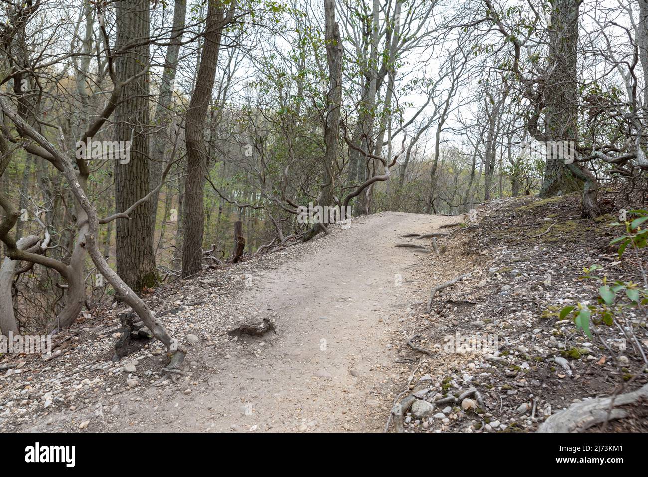 chemin dans un parc, forêt sur une longue île Banque D'Images