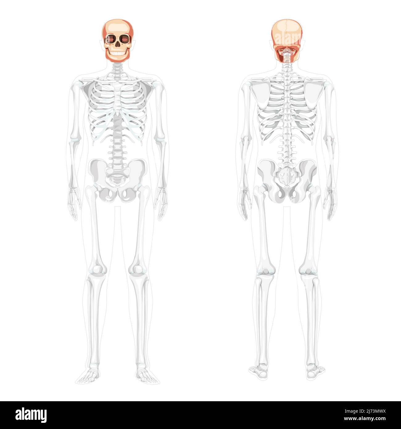 Ensemble de crâne tête humaine Skeleton vue arrière avant avec les mains latérales partiellement transparente position du corps. Modèle de mâchoires humaines. Image vectorielle réaliste et réaliste isolée sur fond blanc Illustration de Vecteur