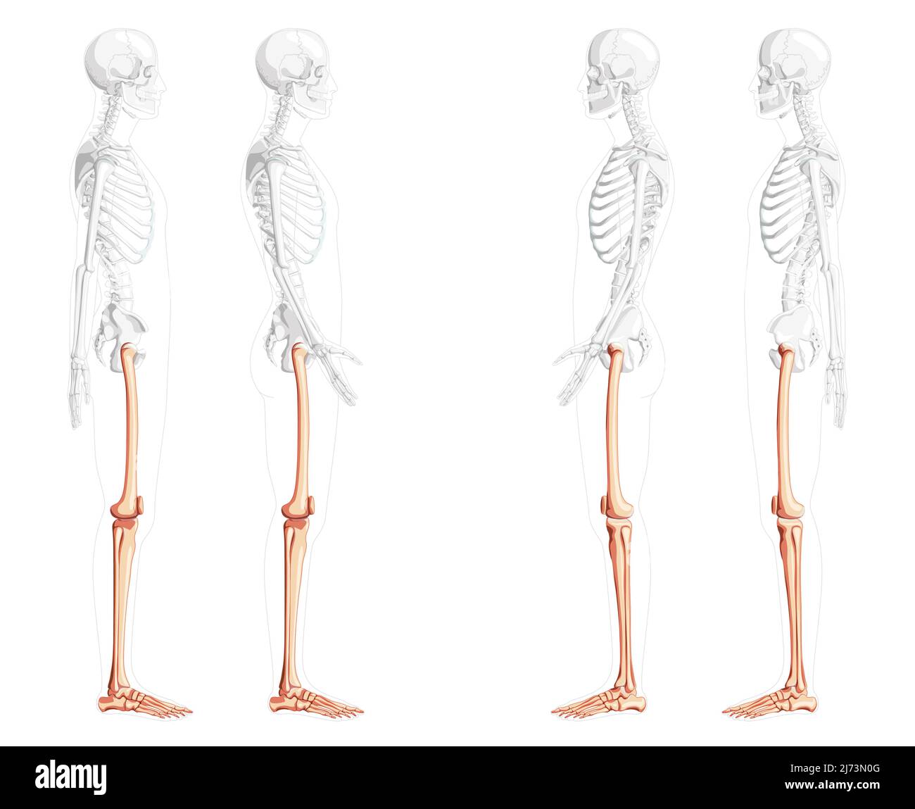 Squelette cuisses et jambes membre inférieur vue latérale humaine avec position des os partiellement transparente. Ensemble de patella, péroné, tibia, pied réaliste plat couleur naturelle Illustration vectorielle de l'anatomie isolée Illustration de Vecteur