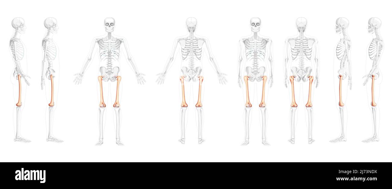 Ensemble de squelette fémur os cuisse vue latérale arrière avant humaine avec position des os partiellement transparente. Réaliste 3D plat naturel couleur concept illustration vectorielle de l'anatomie isolée sur fond blanc Illustration de Vecteur