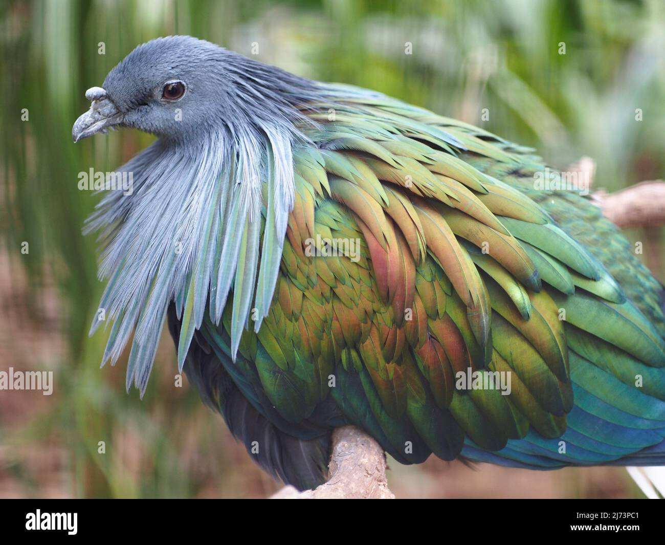 Magnifique pigeon de Nicobar superlatif avec son incroyable plumage multicolore et lustreux. Banque D'Images