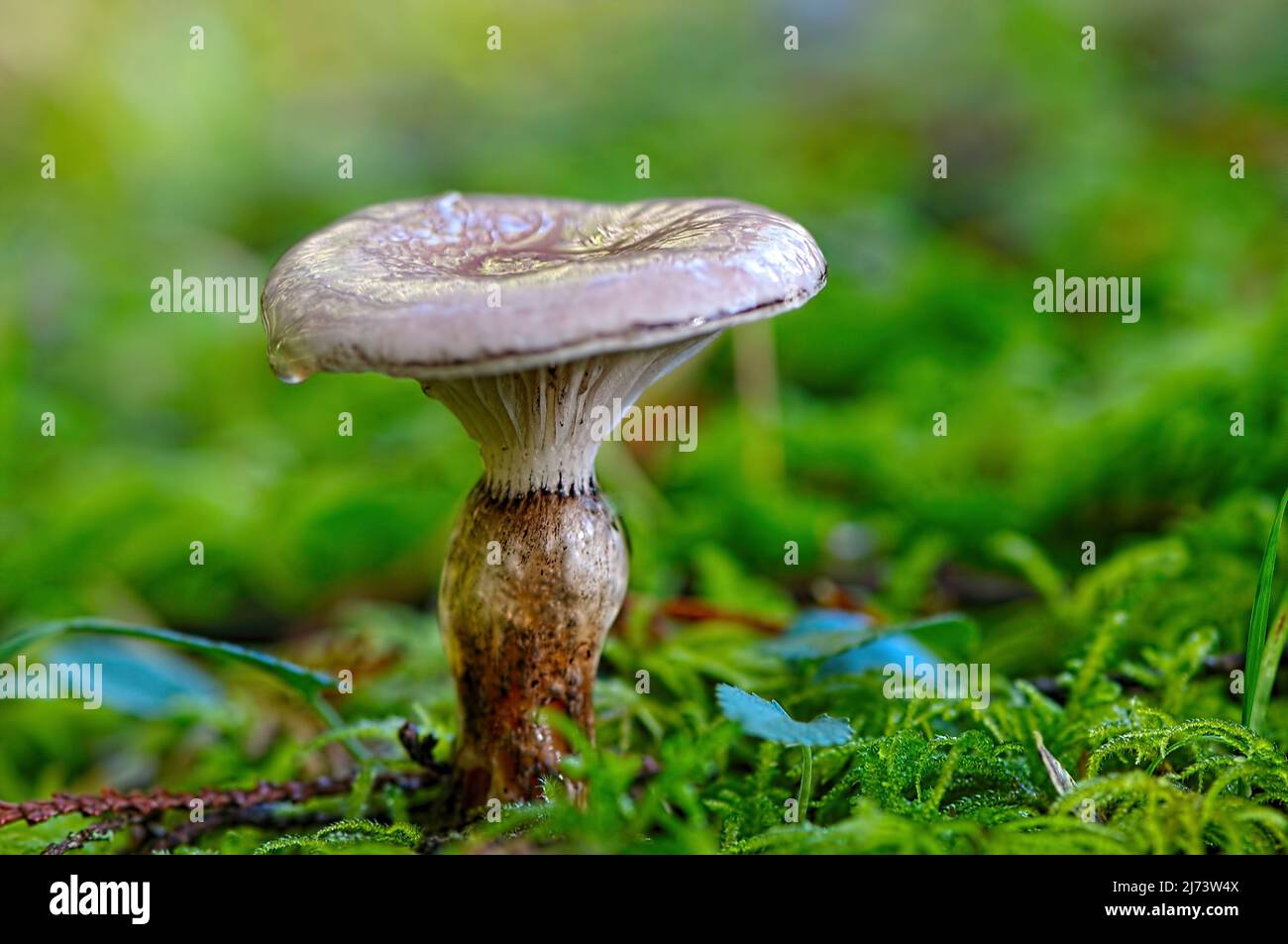 Le champignon à tête mince (Gomphidius glutinosus) pousse en mousse sur le fond de la forêt. Banque D'Images