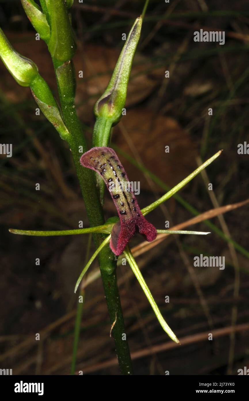 Les orchidées de langue (Cryptostylis Subulata) ressemblent à leur nom suggère - une langue - avec des bourgeons de goût! Réserve Flora de Baluk Willam à Belgrave, Victoria. Banque D'Images