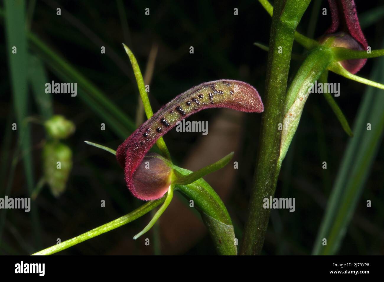 Les orchidées de langue (Cryptostylis Subulata) ressemblent à leur nom suggère - une langue - avec des bourgeons de goût! Réserve Flora de Baluk Willam à Belgrave, Victoria. Banque D'Images