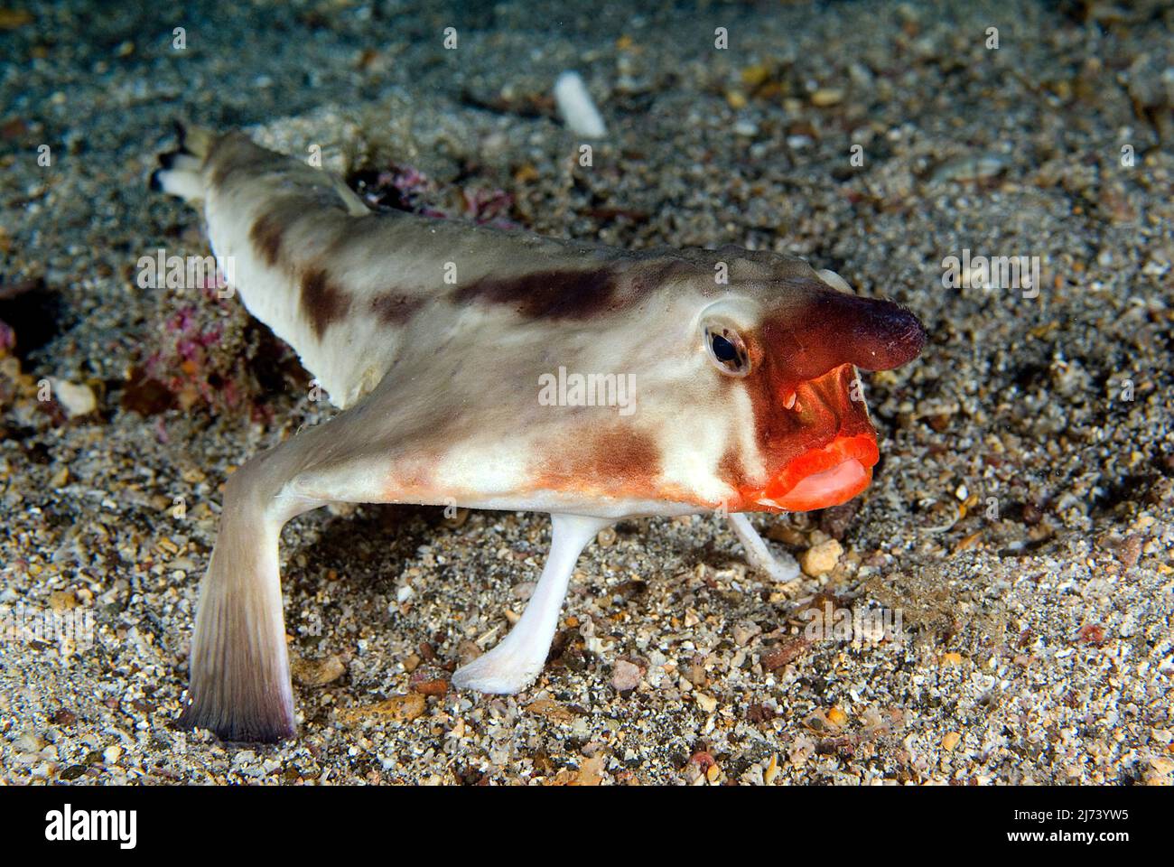 Poisson-blanc à lèvres rouges (Ogcocephalus darwini), poisson avec pattes  sur fond sablonneux, îles Galapagos, Équateur, Amérique centrale, océan  Pacifique Photo Stock - Alamy