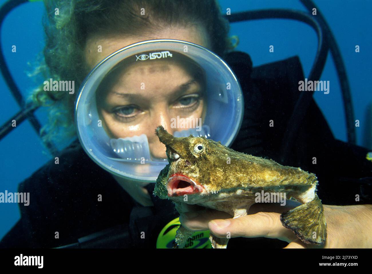 Plongée sous-marine avec un poisson-de-mer à dos roux (Ogcocephalus parvus), à la main, Cuba, mer des Caraïbes, Caraïbes Banque D'Images