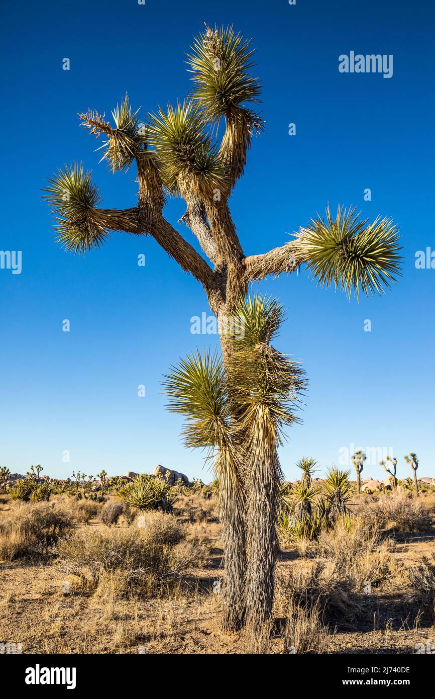 Joshua Trees dans le parc national de Joshua Tree. Banque D'Images