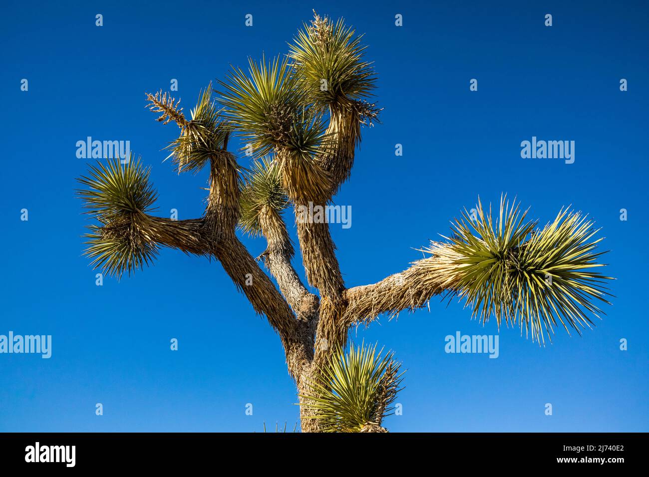 Un arbre de Joshua dans le parc national de Joshua Tree. Banque D'Images