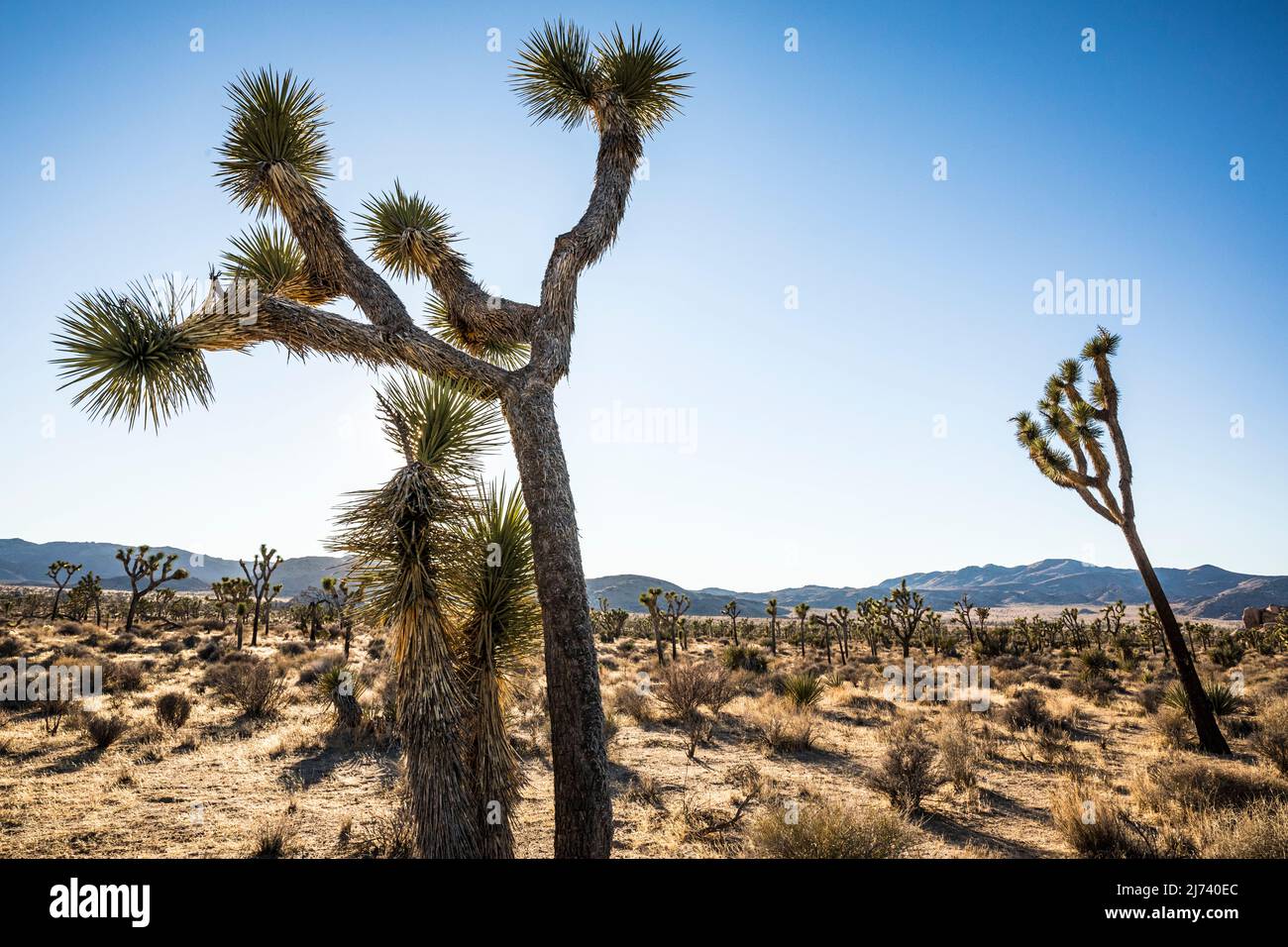 Joshua Trees dans le parc national de Joshua Tree. Banque D'Images