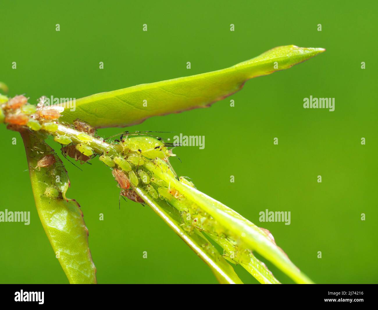 La photo montre une colonie de pucerons verts (Macrosiphon rosae) Banque D'Images