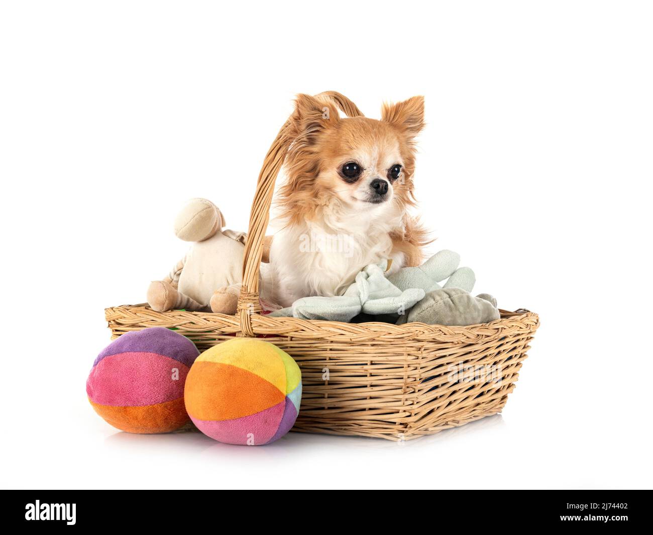 Peu chihuahua in front of white background Banque D'Images