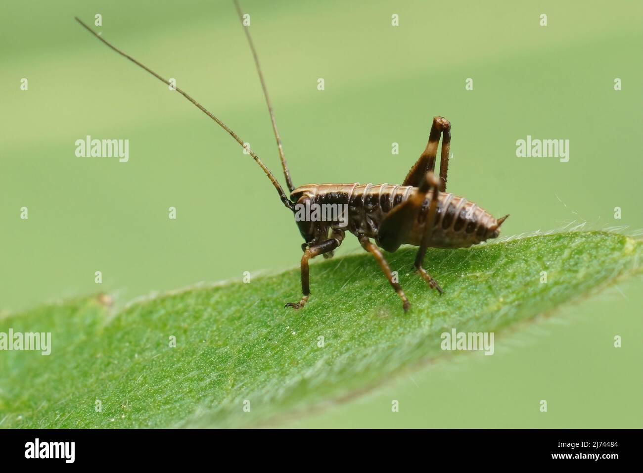 Gros plan sur les nymphes bruns du cricket de Dark Bush, Pholidoptera griseoaptera assis sur une paille de gazon dans le jardin Banque D'Images