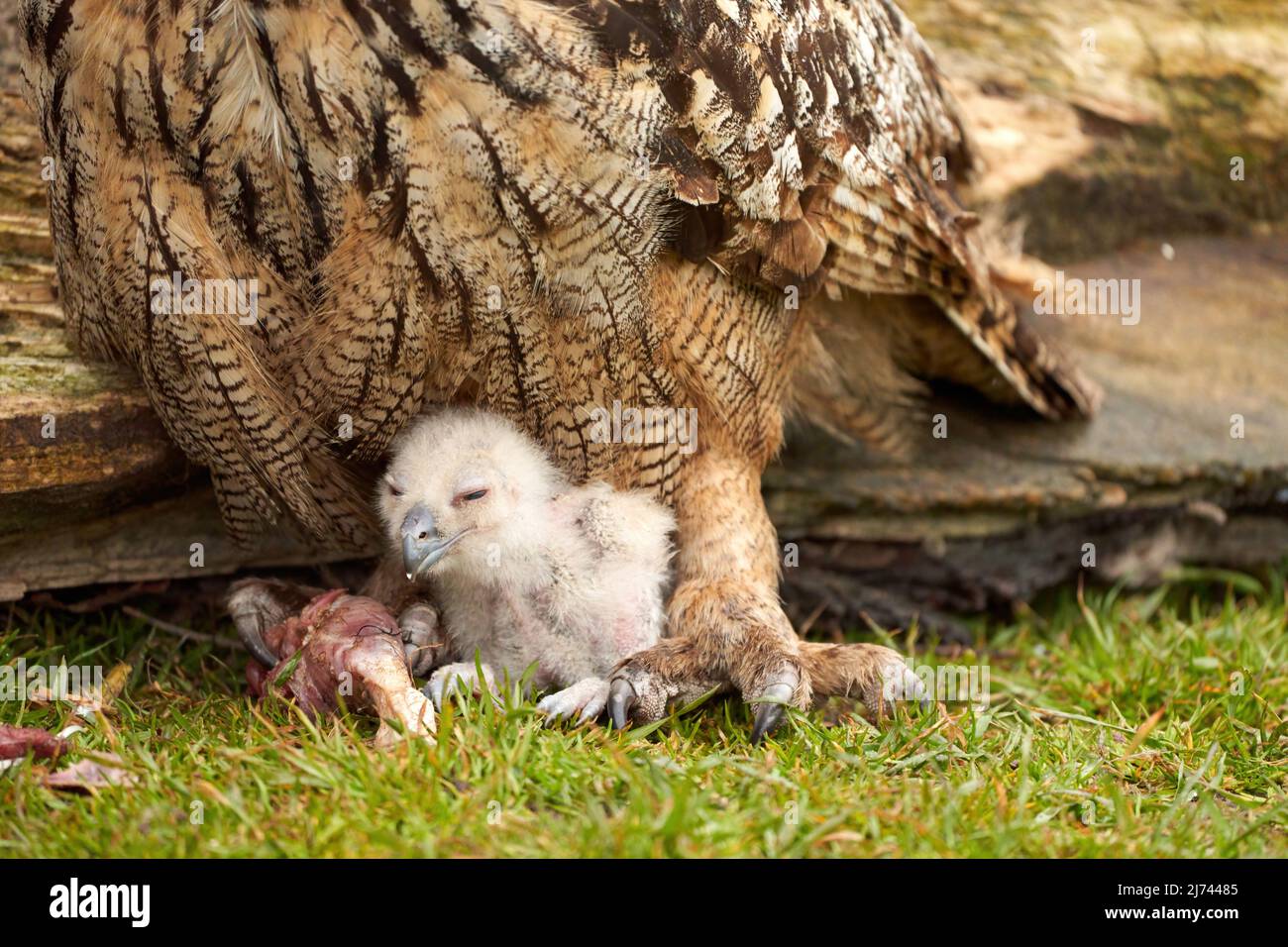 Hibou sauvage de l'aigle eurasien poussin à l'extérieur du poussin blanc est instable manger un morceau de viande.L'oiseau de six jours se trouve à côté des jambes de la mère Banque D'Images