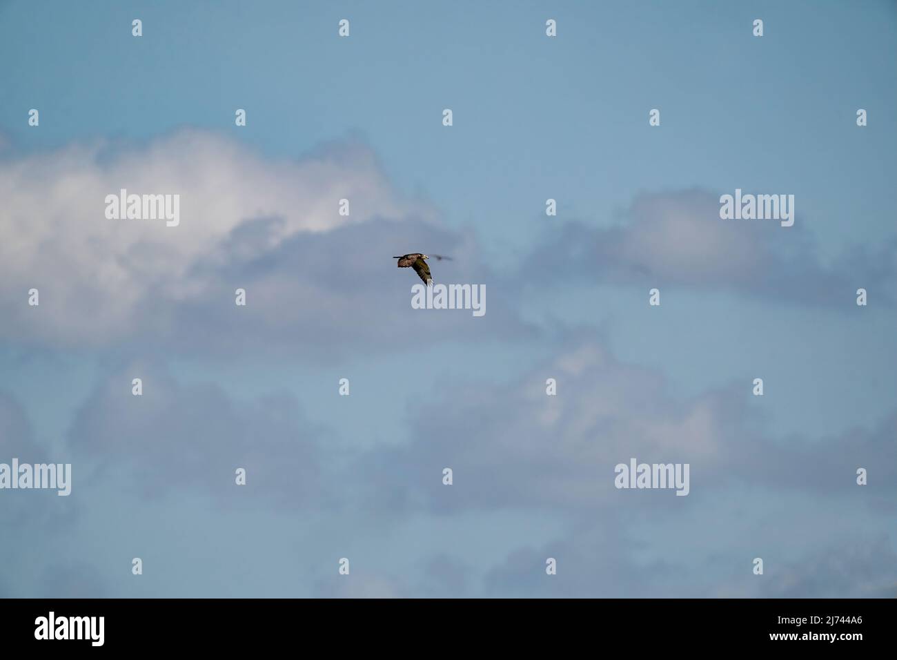 Buzzard en vol avec des ailes débordées, avec un ciel bleu et gris spectaculaire, coloré, un animal, un fond, des thèmes animaux Banque D'Images