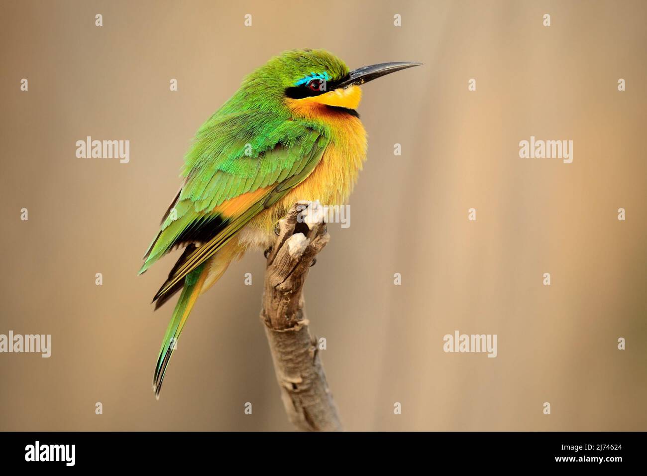 Oiseau vert et jaune Little Bee-eater, Merops pusillus, parc national de Chobe, Botswana Banque D'Images