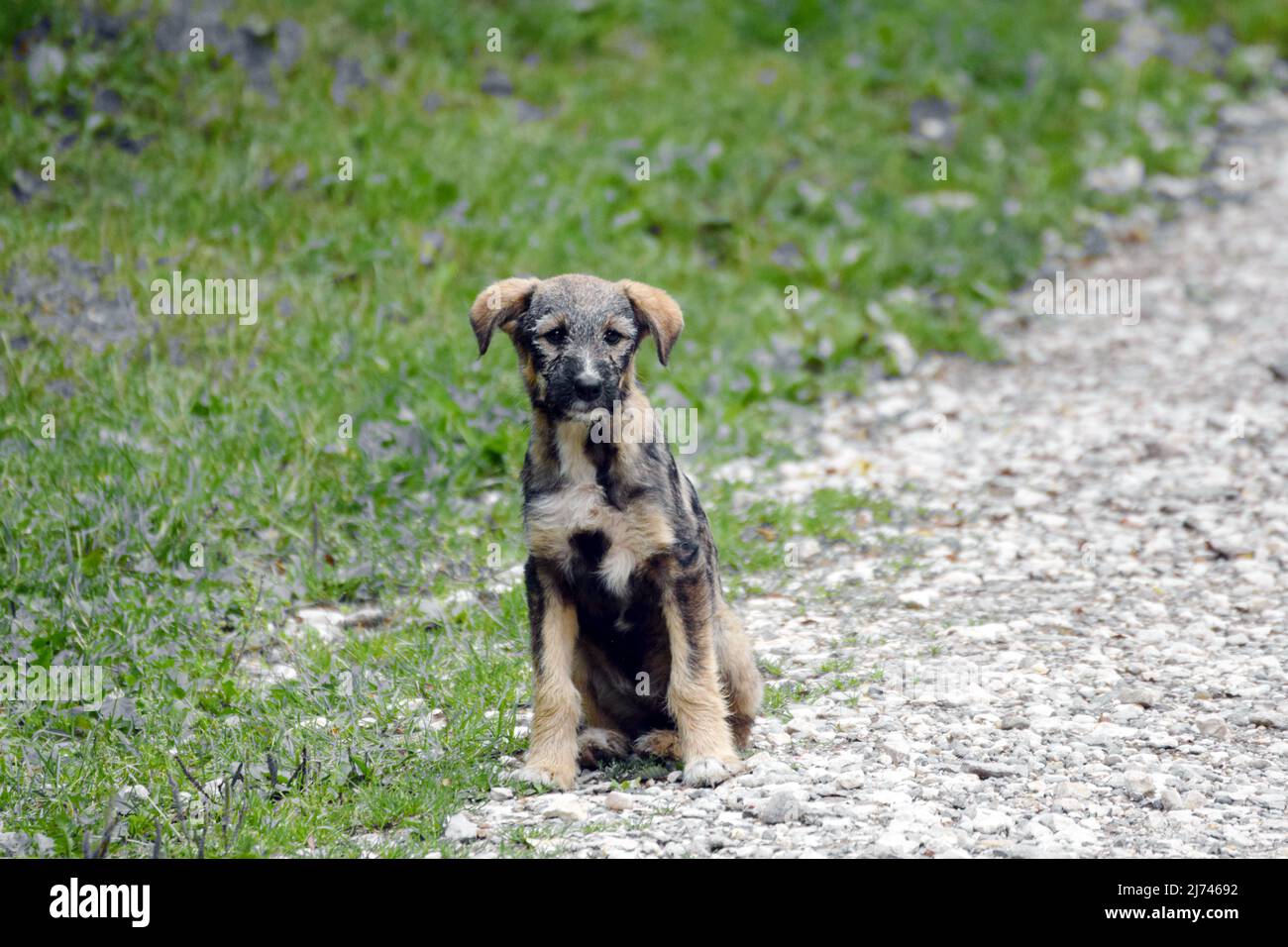 Un chiot solitaire errant debout sur l'herbe près d'une route de gravier, regardant très triste. Estray est habituellement un animal domestique errant en grand ou perdu. Banque D'Images