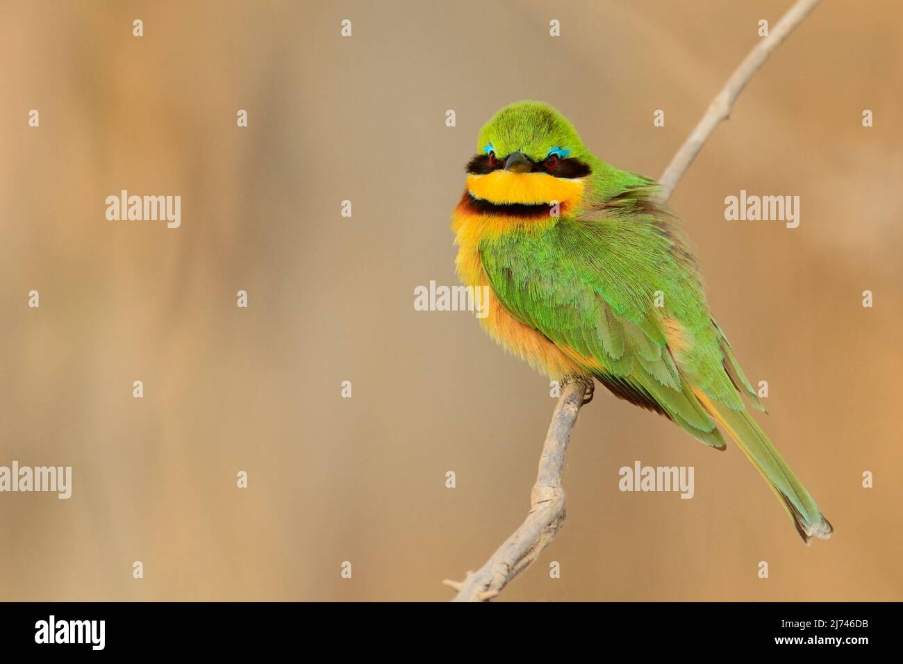 Oiseau vert et jaune Little Bee-eater, Merops pusillus, parc national de Chobe, Botswana Banque D'Images