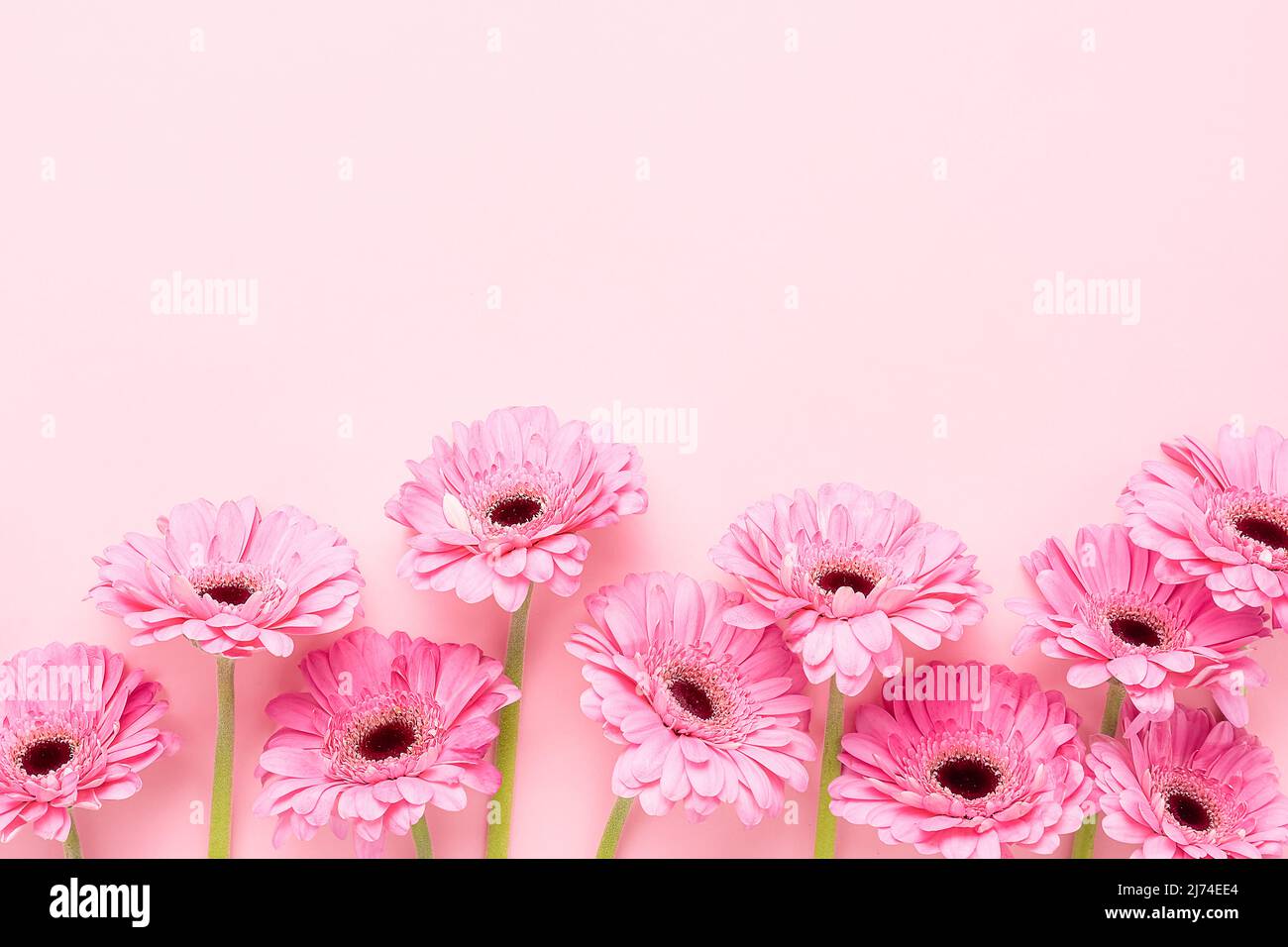 Gerberas roses fleurs sur fond rose. Fête des mères, jour de la Saint-Valentin, concept d'anniversaire. Vue de dessus, espace de copie Banque D'Images