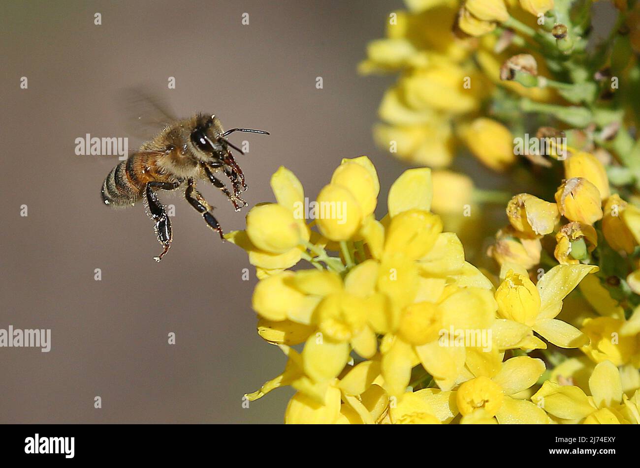 06 mai 2022, Berlin: Une abeille vole aux fleurs d'une commune de mahonia, une plante de barberry, pour recueillir le nectar. Ce faisant, il assure également la pollinisation - principalement des arbres fruitiers. Photo: Wolfgang Kumm/dpa Banque D'Images