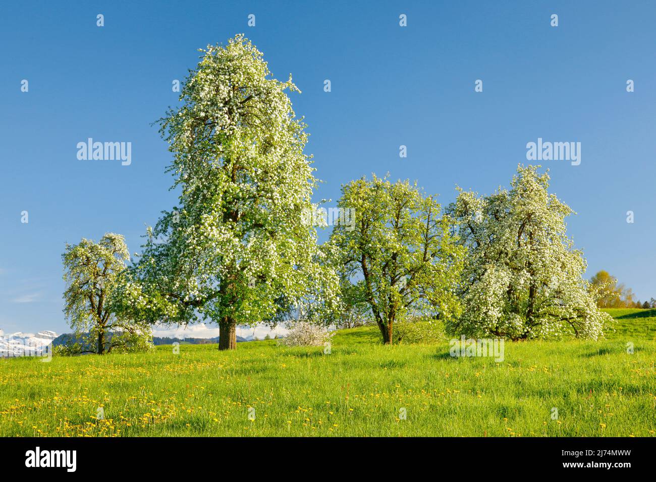 Poire commune (Pyrus communis), poire en fleurs dans un pré vert, Oetwil am See, Suisse, Oberland Zuercher, Hombrechtikon Banque D'Images