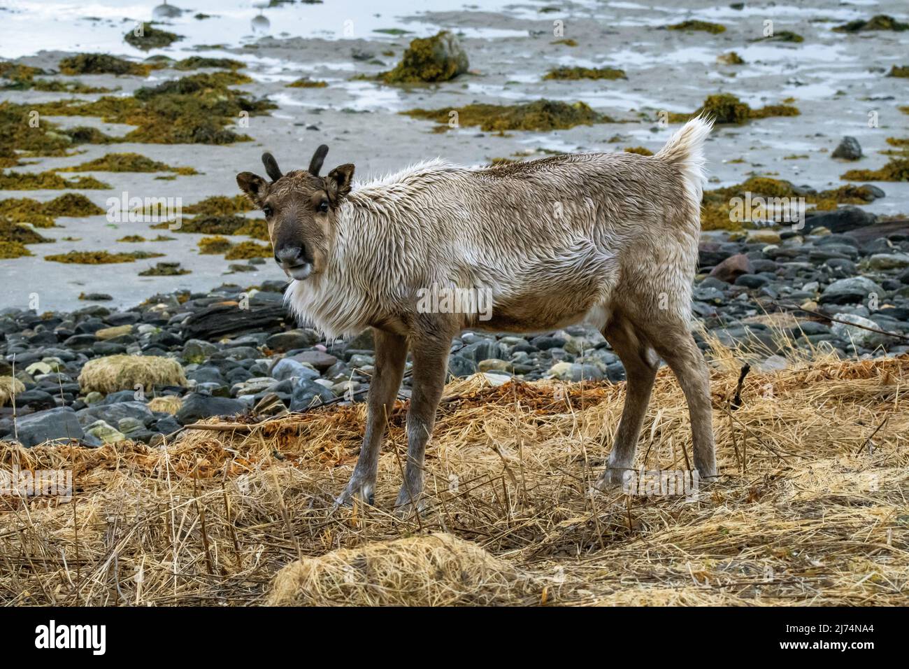 Renne européen, caribou européen (Rangifer tarandus tarandus), mineur de l'année précédente, Norvège, Troms Banque D'Images