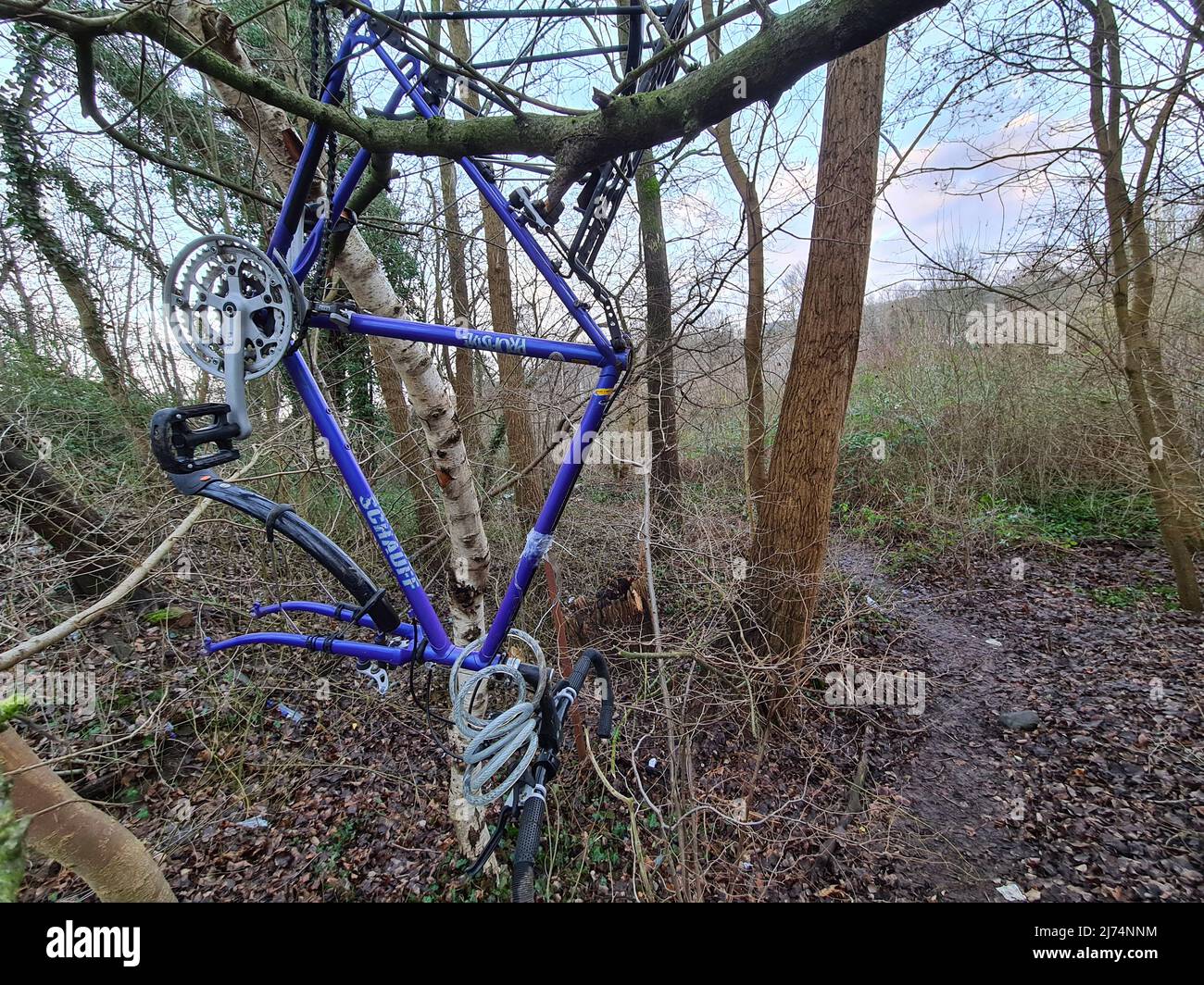 Cadre de vélo écrasé suspendu dans un arbre, Allemagne Banque D'Images