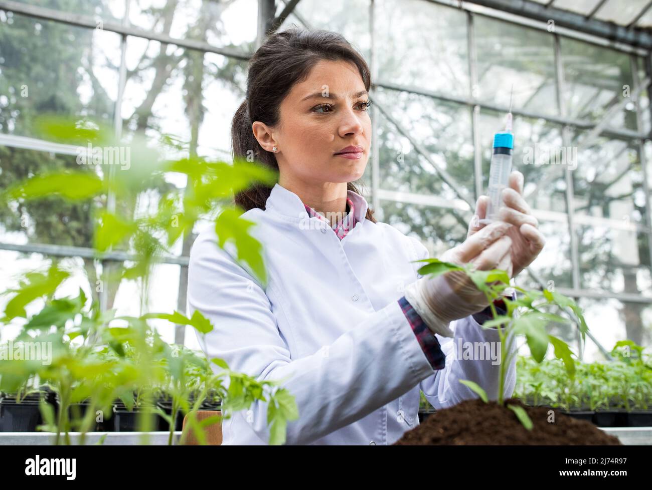 Jeune jolie femme agronome préparant des produits chimiques en seringue pour l'expérience sur les semis et le sol en serre Banque D'Images