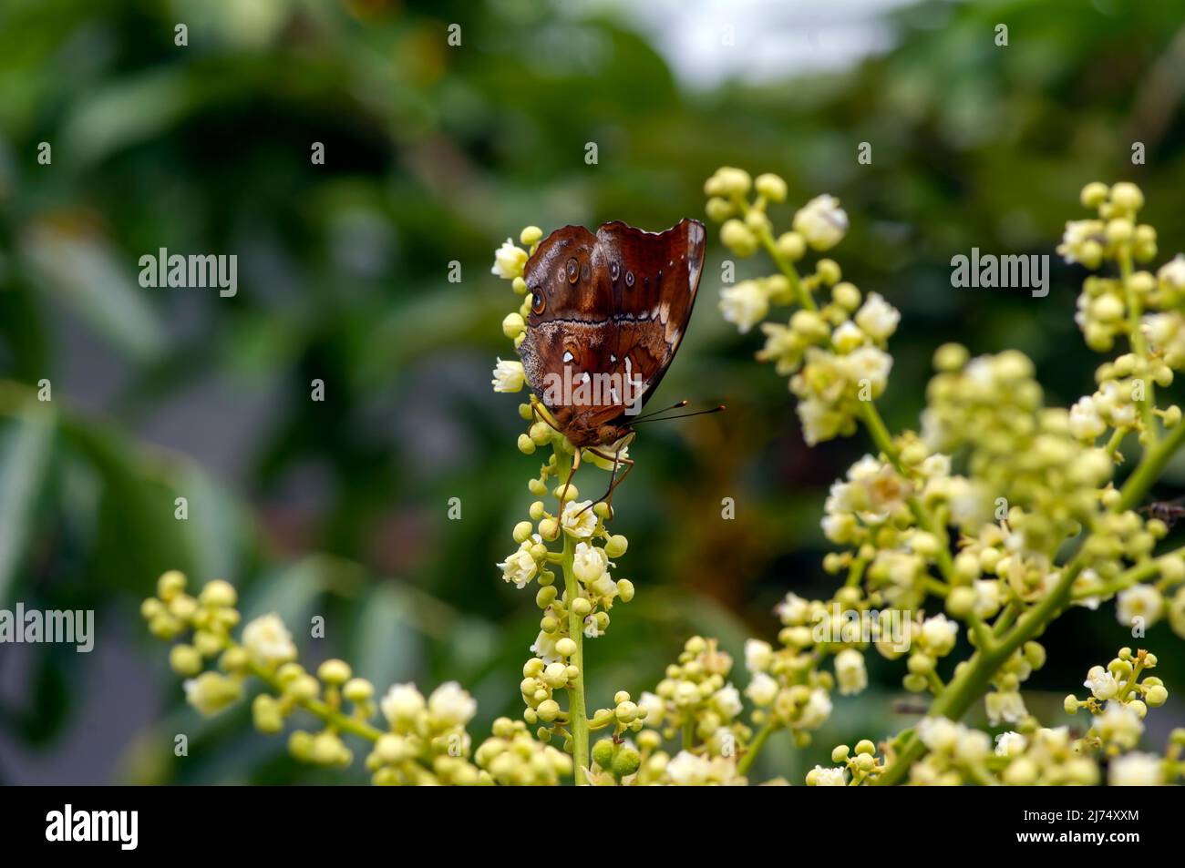 Papillon mangeant le nectar des fleurs de longane (Dmocarpus longane) et aidant à la pollinisation et à la fertilisation Banque D'Images