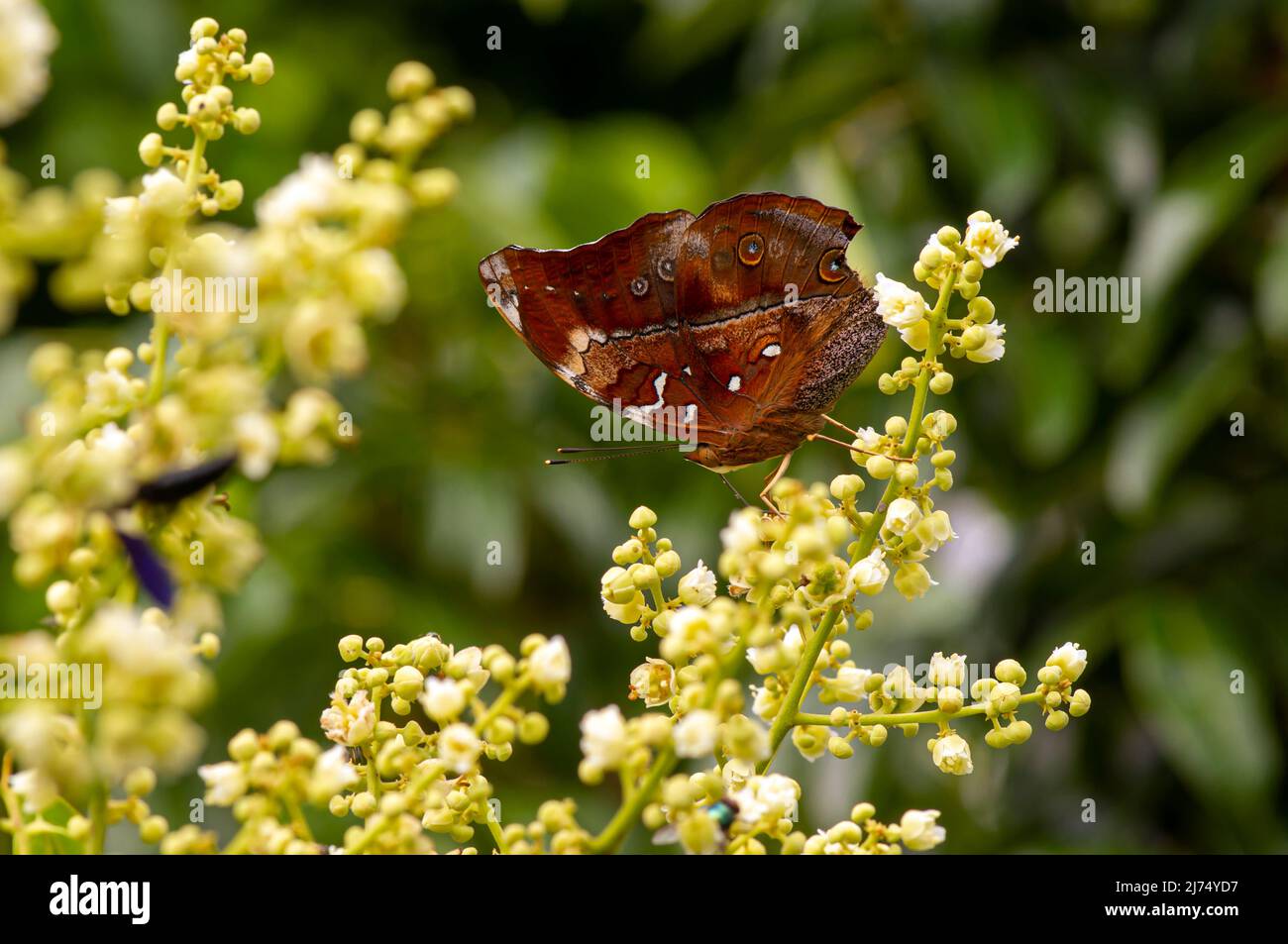 Papillon mangeant le nectar des fleurs de longane (Dmocarpus longane) et aidant à la pollinisation et à la fertilisation Banque D'Images