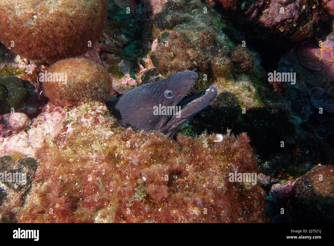 Moray commun (Muraena helena) en mer Méditerranée Banque D'Images