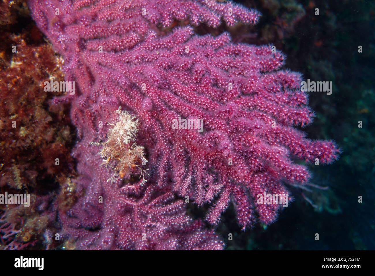 Gorgoniens violets (Paramuricea clavata) en mer Méditerranée Banque D'Images