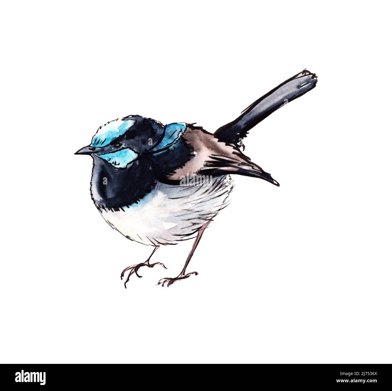 Oiseaux australiens. Esquisse aquarelle. Banque D'Images