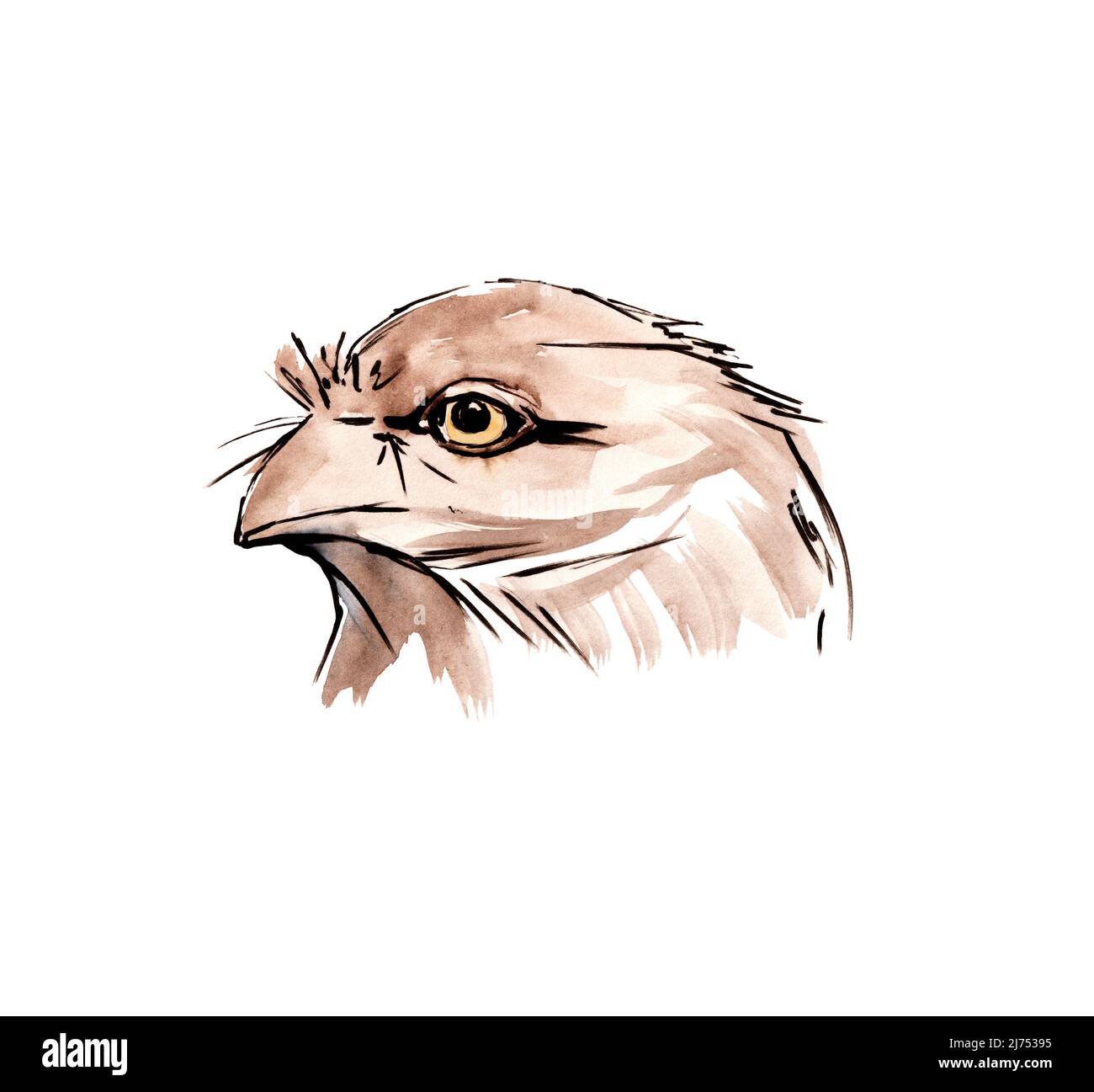 Oiseaux australiens. Esquisse aquarelle. Banque D'Images