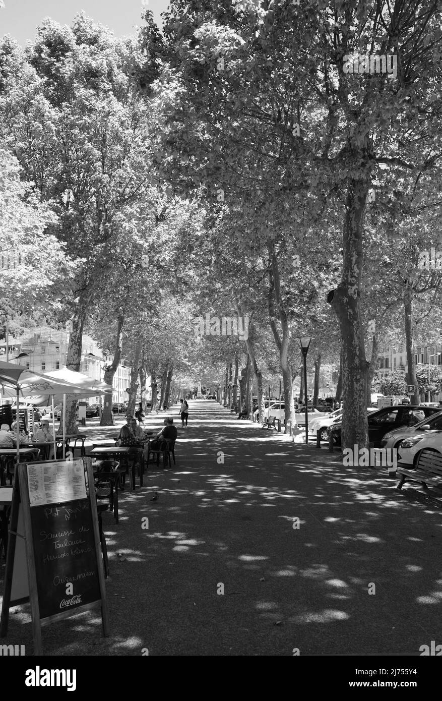 Une avenue d'platanes à Fox France, image classique d'une ville française. Banque D'Images