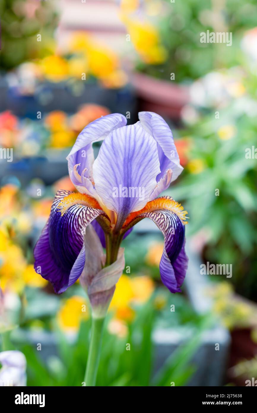Fleur d'iris violet dans le jardin sur fond de couleurs contrastées. Mise au point sélective Banque D'Images