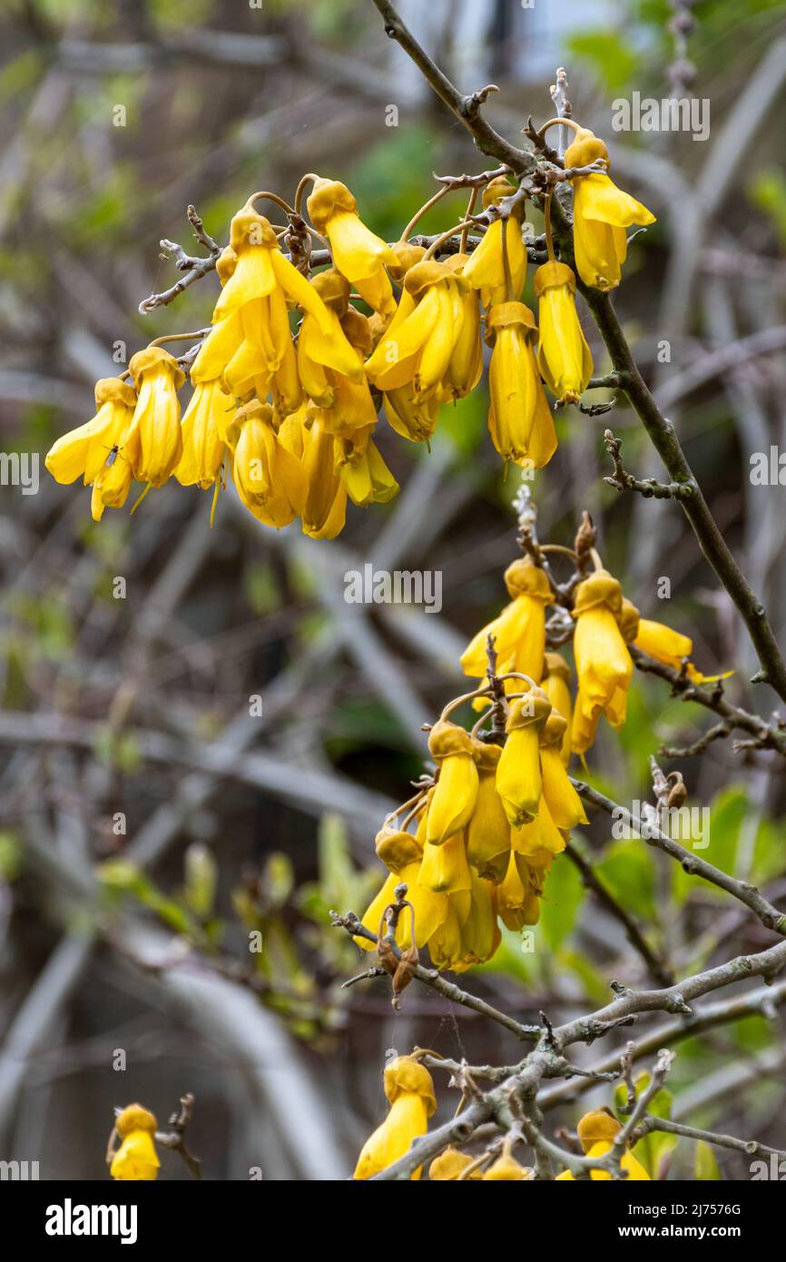 Sophora tetraptera Kowhai arbre avec des grappes de fleurs tubulaires jaunes à la fin du printemps Banque D'Images