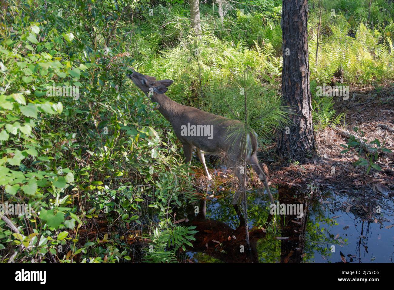 Un cerf de Virginie mange des feuilles tout en barbotant dans l'eau au parc national Stephen Foster, dans la réserve naturelle d'Okefenokee, Géorgie, États-Unis Banque D'Images