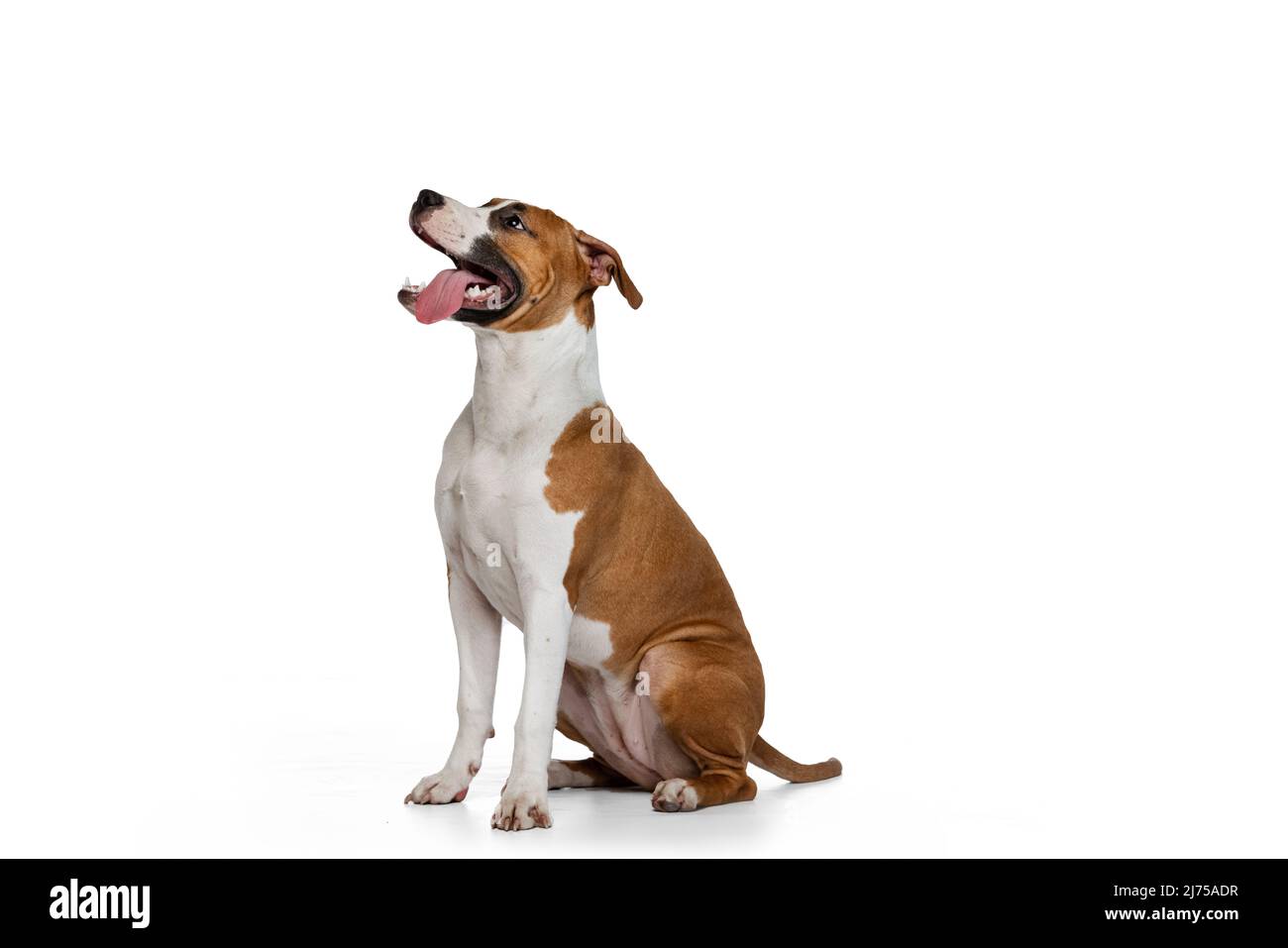 Portrait du chiot mignon de Staffordshire terrier chien isolé sur fond blanc studio. Il a l'air heureux, ravi. Banque D'Images